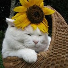 sunfl4wer
