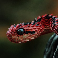 Mystic Snake