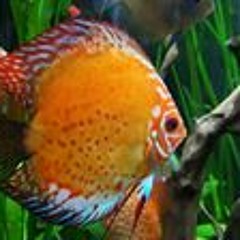 Gary Numan Demo Tape 2