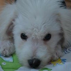 Ting Yi Chien