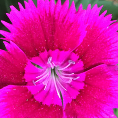 lily o