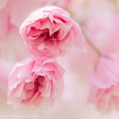 مصطفى دحلة ارضي عم بتقاسي - ابواب السلام