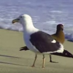 PortLoko
