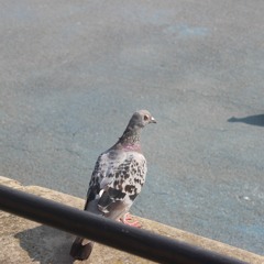 Johnathan Richardson 2