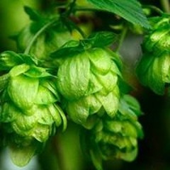 Vykintas Žymančius