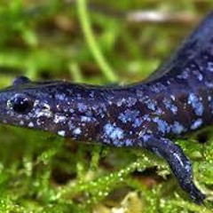 salamandra