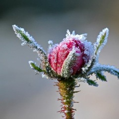 Moosrosen