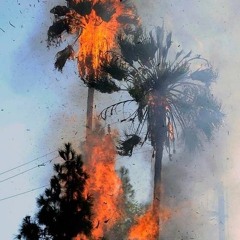 Petty Theft Edm and Beat Promotion