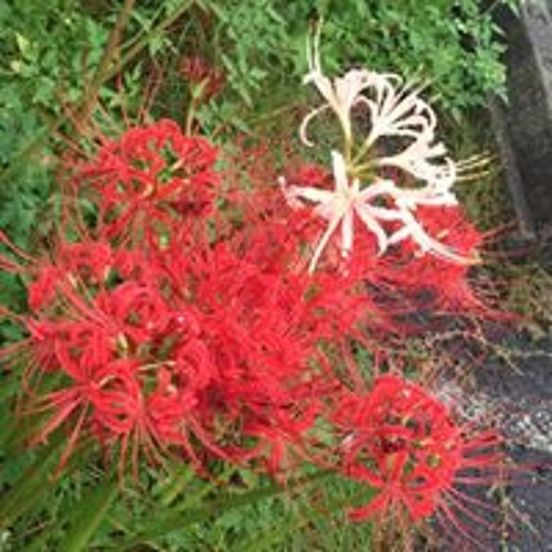 Stream 刀剣乱舞 一期一振 近侍曲 フル By Nhung Phung Listen Online For Free On Soundcloud