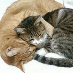 佐藤明美 S Stream