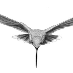 COLIBRIUS
