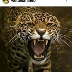 Wito West Los