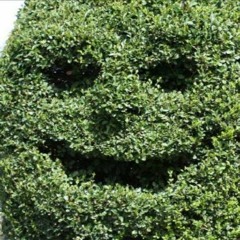 grossmary