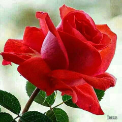 ‫علي مودك انت وبس‬‎