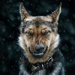 EngAbdalrahman Alboji