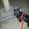 suhib