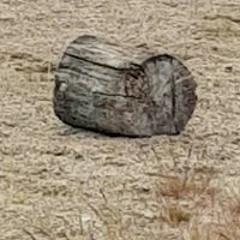 Albert  Karlson Lindquist