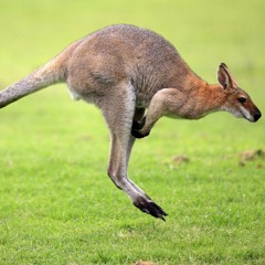 WallaWallaWallaby