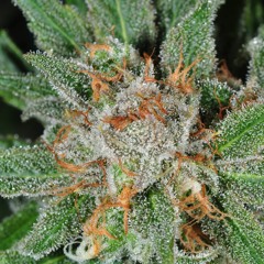 DeGanja