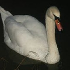 user336042212 Abbott