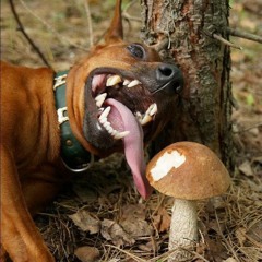 Wal   ॐ  ॐ  ॐ  ॐ  ॐ  ॐ