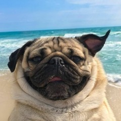 Pug Requestradio Remix