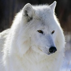 Lady Wolf
