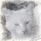 Catter