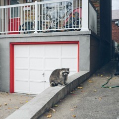 trashpanda