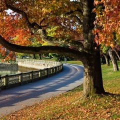 park81