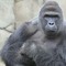 Yung Gorilla Harambe