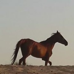 Nabil Abo Shikha