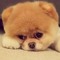 daydog