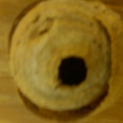 Wasp's Nest