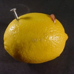 Feed Lemon