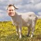 theethanstewart