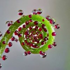 Ilustro