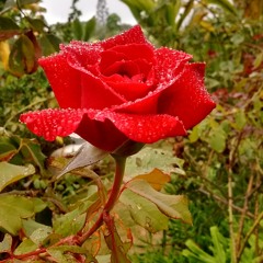 Mahina