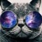 PurpCatHouse