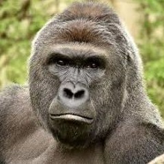 Harambe