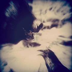 The Bear And The Raven