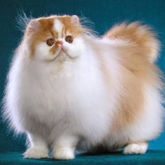 Cybrix :3