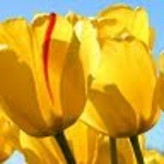 شيلات ترحيب رجال