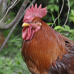 Redcock
