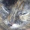 kitty