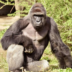 Vote for Harambe
