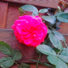 Anke B