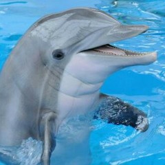 The Dolphin Boy
