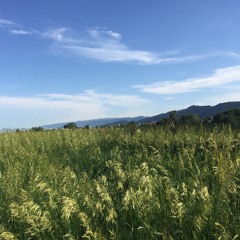 Timothy Grass
