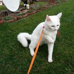 Zeynep Hakan Agacigül